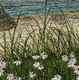 Daisies on Camusdarach beach (12x25cms) by textile artist Mary Taylor SOLD 