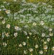 Buttercups and daisies on Black Horse Hill near Sedbergh (12x25 cms) by textile artist Mary Taylor SOLD